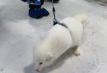 66飘雪乐园第 10 张图片