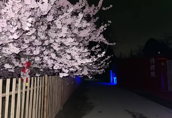 绛樱院第 14 张图片
