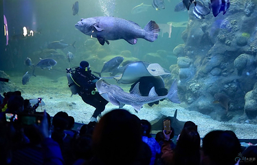 澎湖水族馆第 19 张图片