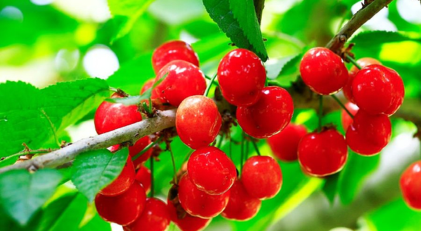 小蜜蜂樱桃采摘园