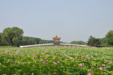 洪湖生态旅游区第 15 张图片