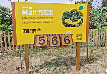 阿孜汗无花果民俗文化旅游景区第 4 张图片