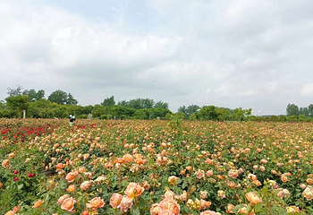 八卦洲陌上花渡第 34 张图片
