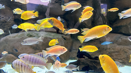上海海洋水族馆第 159 张图片
