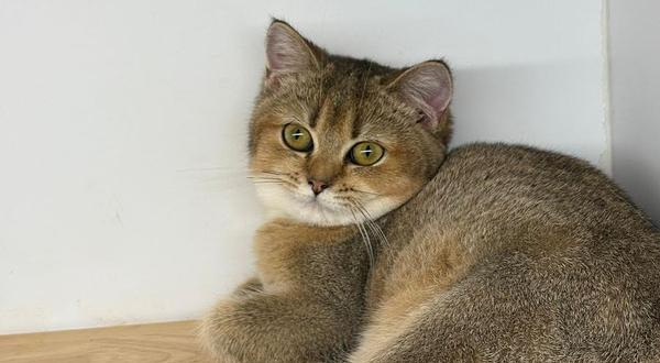 Just Cats @ Just Pets Megastore(Kota Damansara)