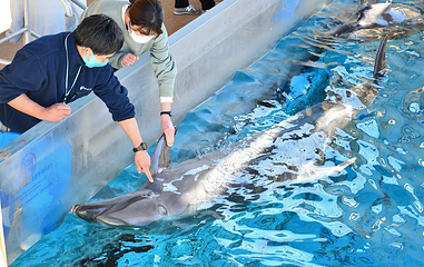 新江之岛水族馆第 21 张图片