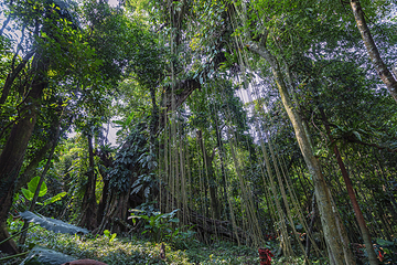 海南百花岭热带雨林文化旅游区第 71 张图片