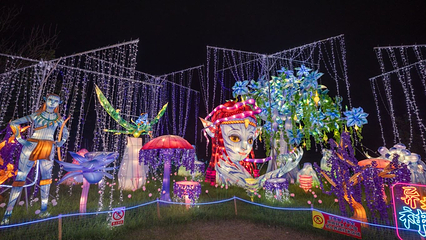 九龙湾花星球第 28 张图片