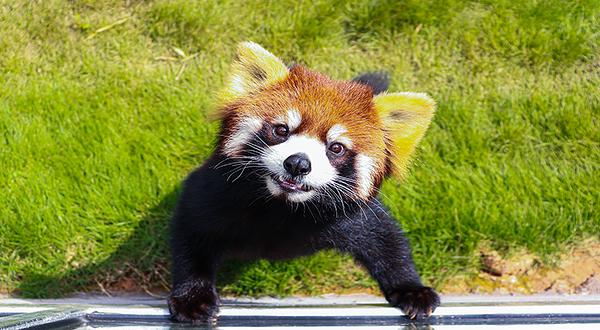 小熊猫森林公园