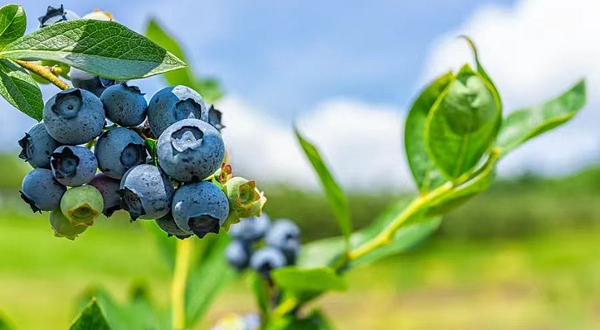 蓝莓文化体验园