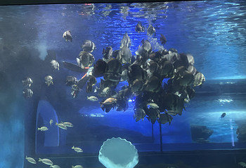 海洋大世界第 16 张图片