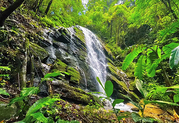 高黎贡山阿咪莫雨林景区第 1 张图片