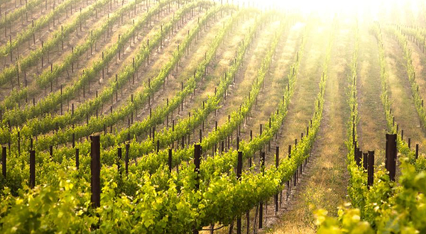 五四有机葡萄园