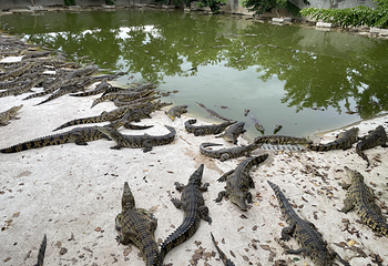鳄珍鳄鱼园第 28 张图片