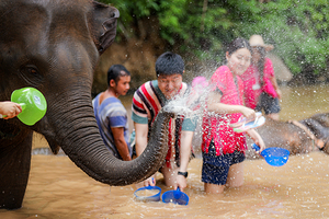 清迈美旺可巧大象生态公园