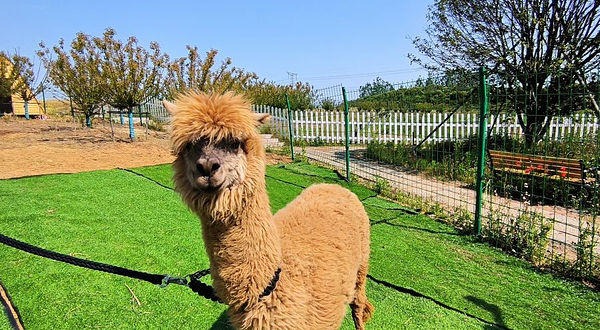 紫蓬山蔬乐园萌宠部落