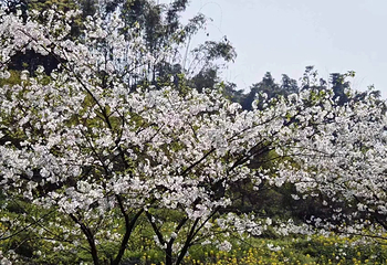 赤水凤凰花坞第 35 张图片