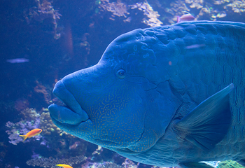 大分海之卵水族馆第 16 张图片