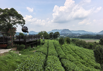 茶趣园第 46 张图片