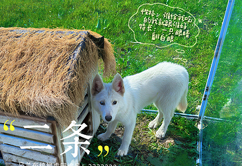 乌兰布统草原狮虎园第 12 张图片
