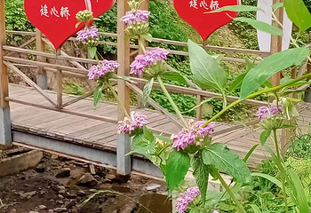 野核桃沟第 24 张图片