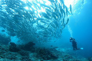 墨宝沙丁鱼风暴潜水