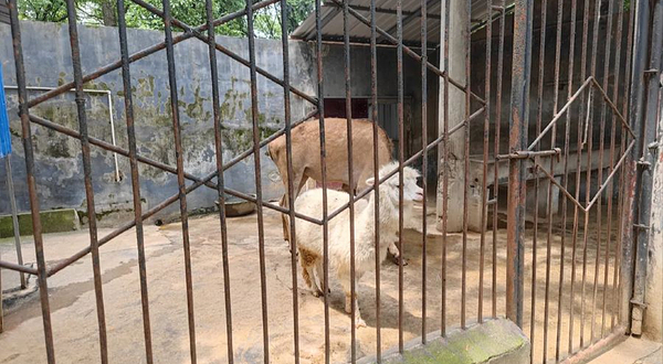 金鹗公园动物园