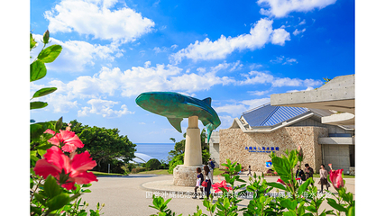 冲绳美丽海水族馆第 15 张图片