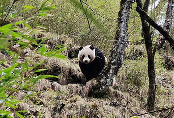 唐家河自然风景区第 3 张图片
