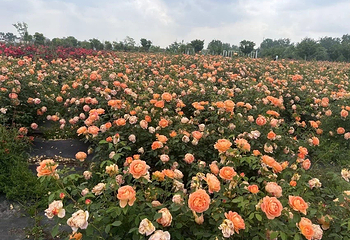 八卦洲陌上花渡第 26 张图片