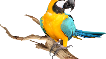 Conservation park zoo