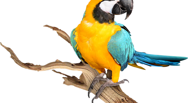 Conservation park zoo