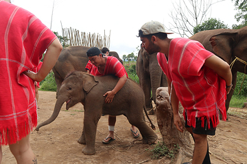 Bamboo Elephant Family Care第 5 张图片