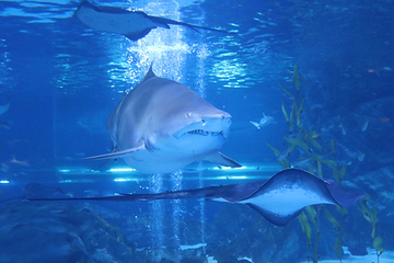 Sea Life COEX水族馆第 5 张图片