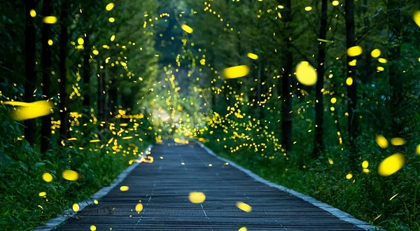 千岛湖酉坞里萤火虫主题公园