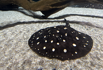 神户都市型水族馆 AQUARIUM×ART átoa第 43 张图片