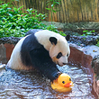 海南热带野生动植物园