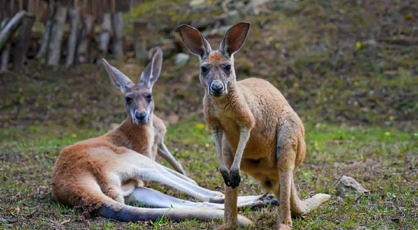 东部华侨城动物园