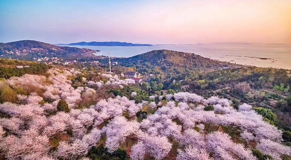 苏州光福樱野樱花园