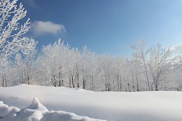 雪乡狗熊岭景区第 38 张图片