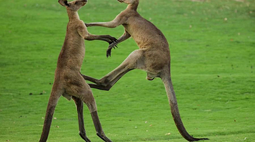 上海野生动物园-袋鼠