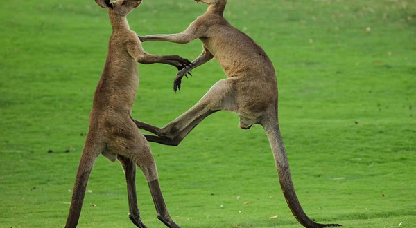 上海野生动物园-袋鼠