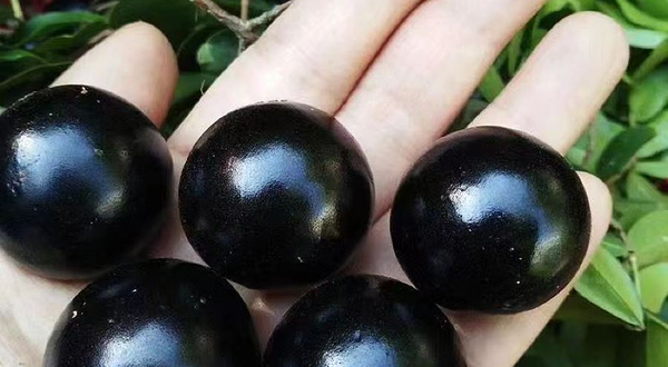 台森嘉宝果(江门基地)