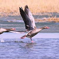 乌伦古湖(黄金海岸景区)