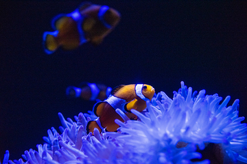 阳光海岸水族馆第 24 张图片