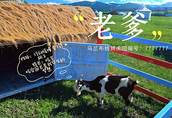 乌兰布统草原狮虎园第 14 张图片