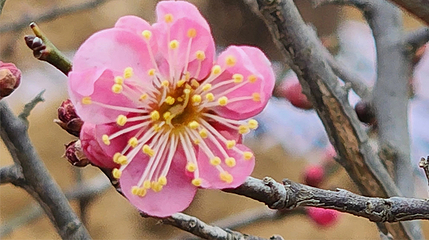 郑州黄河梅园第 6 张图片