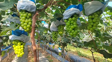 爱鑫热带水果采摘园