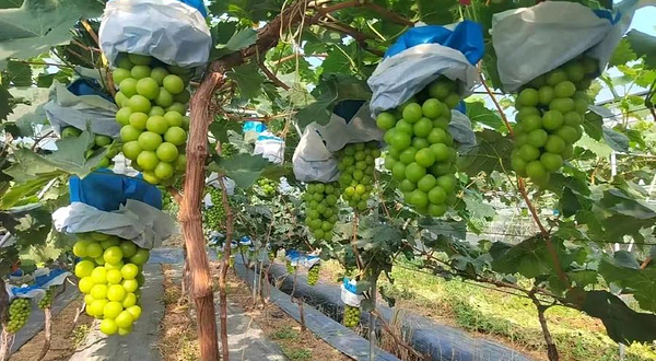 爱鑫热带水果采摘园