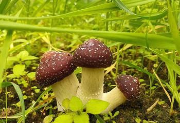 格林庄园第 31 张图片